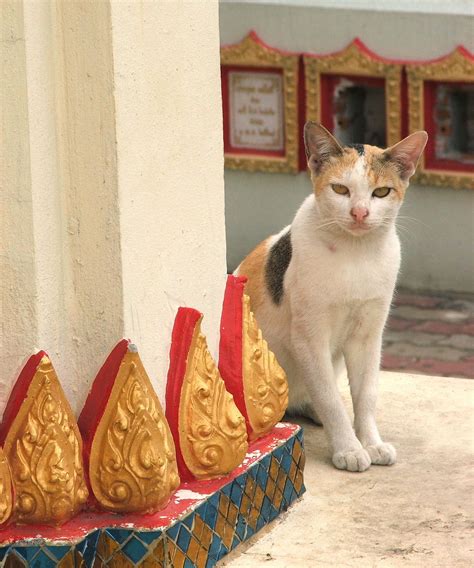Temple Cats Betsson
